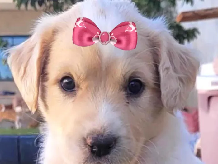 Cachorro ra a Mestica  idade 2 a 6 meses nome Clarinha 