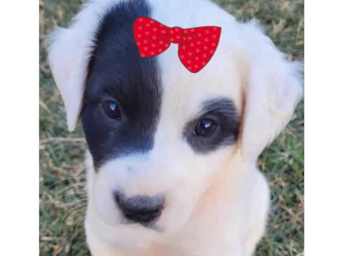 Cachorro ra a Mestica  idade 2 a 6 meses nome Maya 