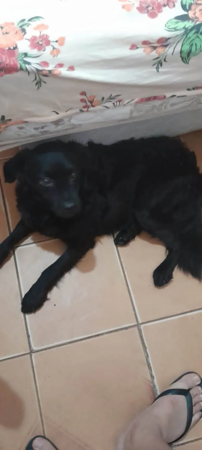 Cachorro ra a SRD-ViraLata idade 1 ano nome Marlon