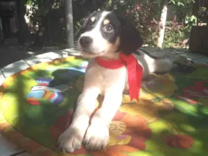 Cachorro raça SRD idade 2 a 6 meses nome Dolce
