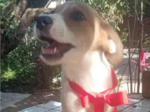 Cachorro raça SRD idade 2 a 6 meses nome Gabbana