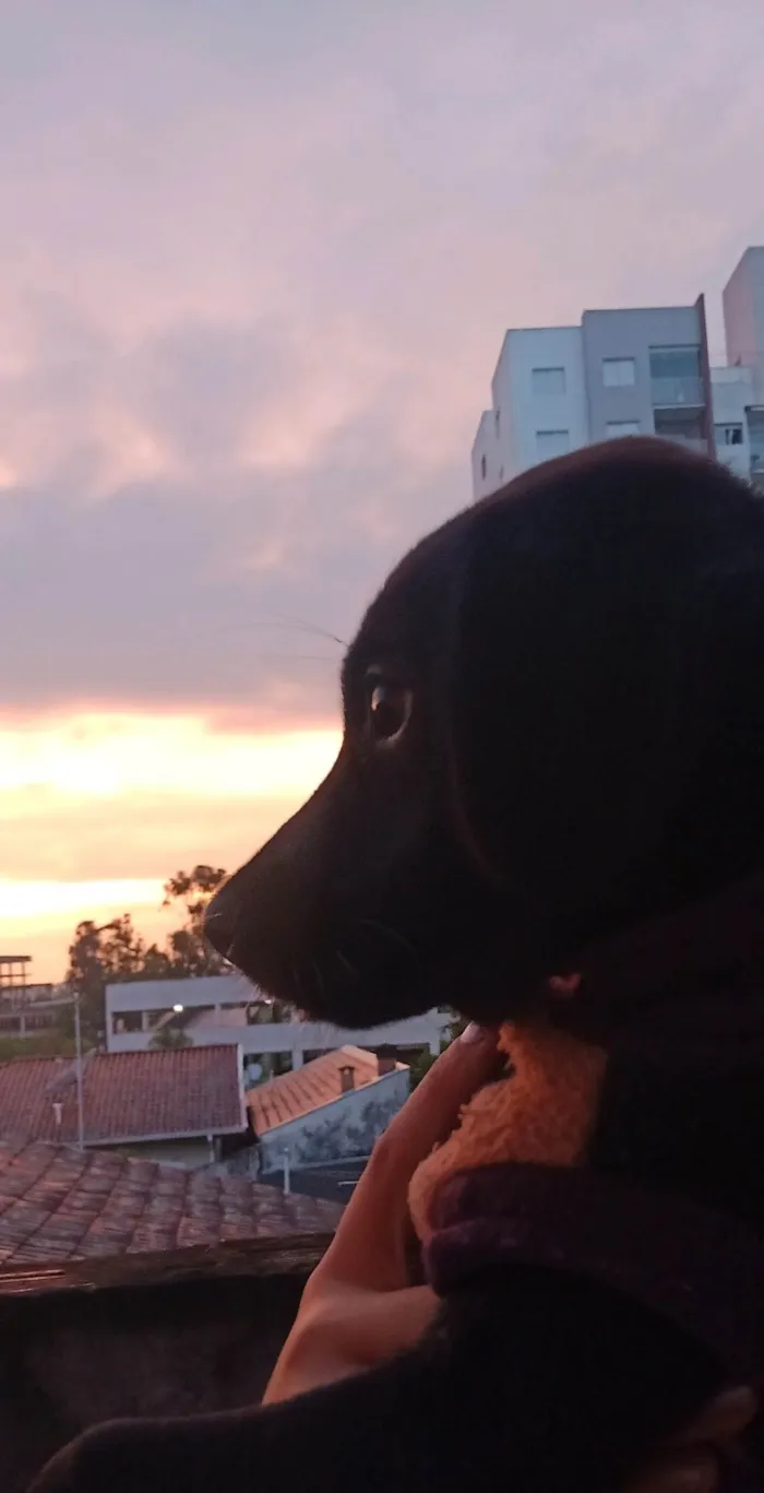 Cachorro ra a SRD idade 1 ano nome Pandora 