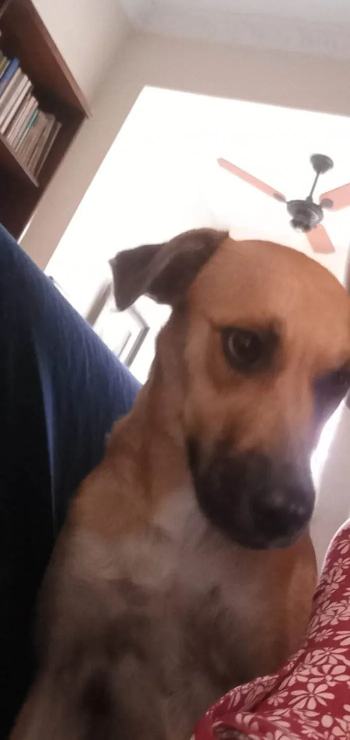 Cachorro ra a Srd idade 7 a 11 meses nome Loren Sophia