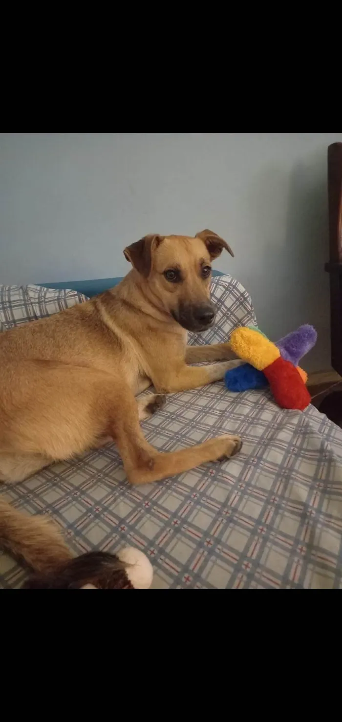Cachorro ra a Srd idade 7 a 11 meses nome Loren Sophia