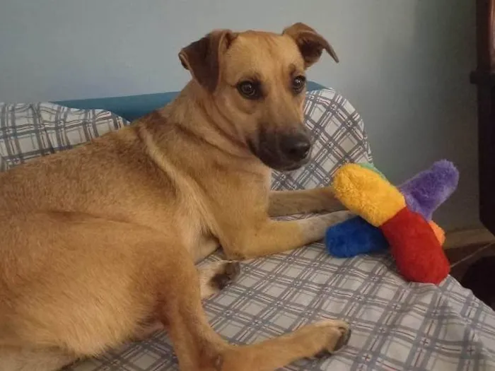 Cachorro ra a Srd idade 7 a 11 meses nome Loren Sophia