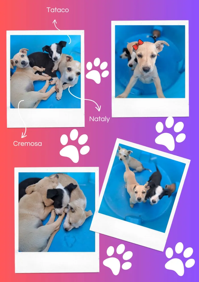 Cachorro ra a SRD-ViraLata idade 2 a 6 meses nome Tataco, Cremosa e Nataly