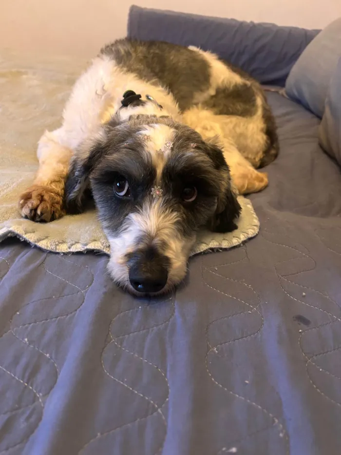 Cachorro ra a SRD-ViraLata idade 2 anos nome Fêmea mix poodle
