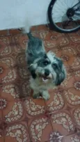Fêmea mix poodle