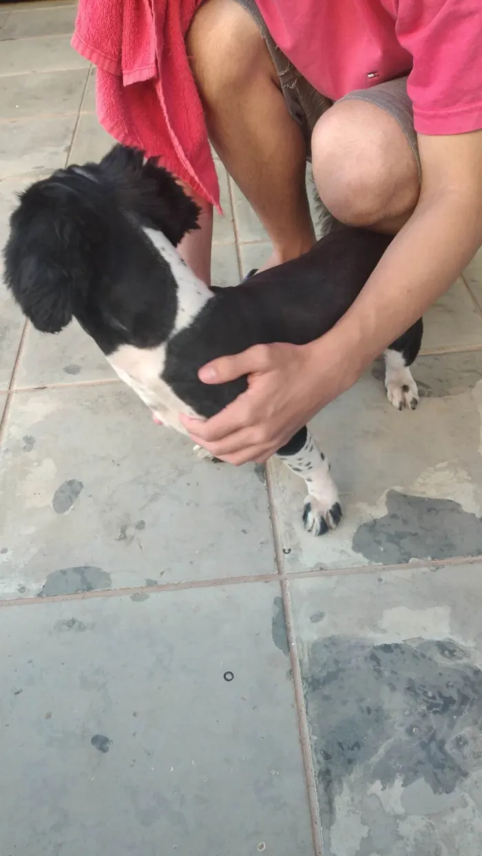 Cachorro ra a Shitzu idade 1 ano nome Romeu