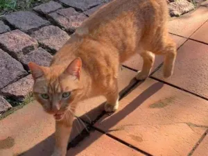 Gato raça SRD-ViraLata idade 2 anos nome DENDÊ