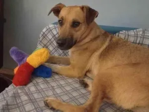 Cachorro raça Srd idade 7 a 11 meses nome Loren Sophia