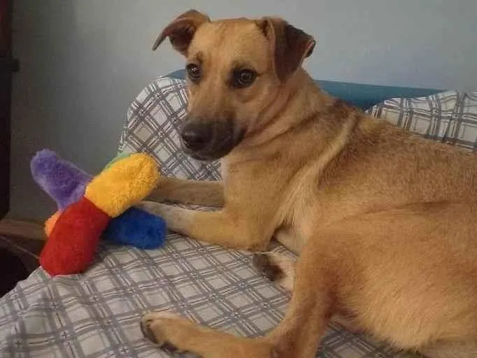 Cachorro ra a Srd idade 7 a 11 meses nome Loren Sophia