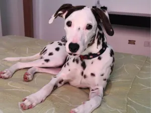 Cachorro raça Dalmata idade 2 anos nome Cleo