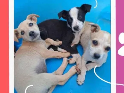Cachorro raça SRD-ViraLata idade 2 a 6 meses nome Tataco, Cremosa e Nataly