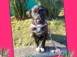 Cachorro raça SRD idade 2 anos nome Pretinha