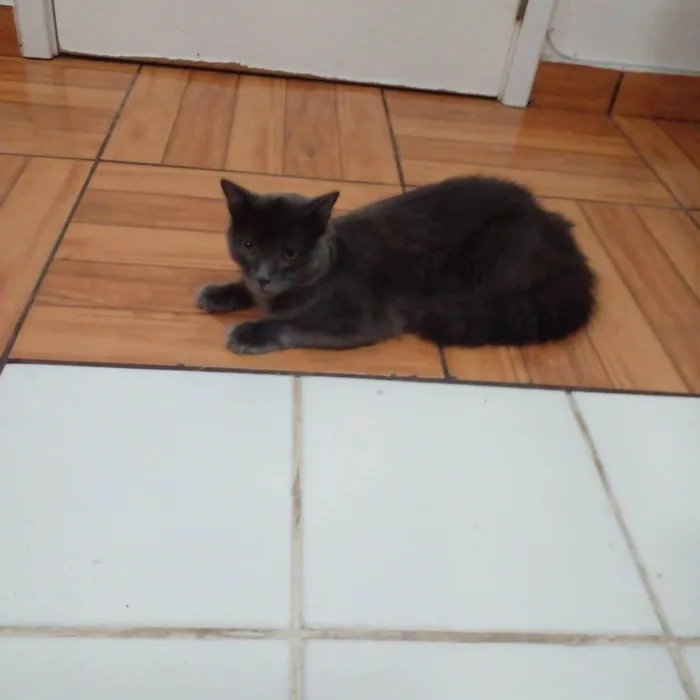 Gato raça Sem raça idade 2 a 6 meses nome Apolo