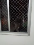 Apolo