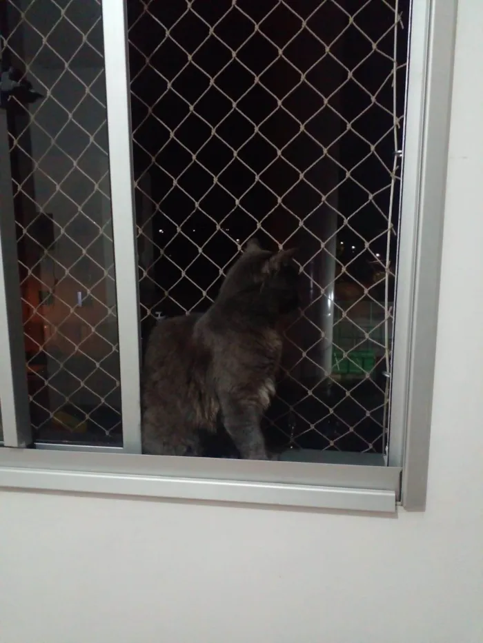 Gato raça Sem raça idade 2 a 6 meses nome Apolo
