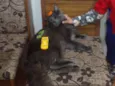 Apolo