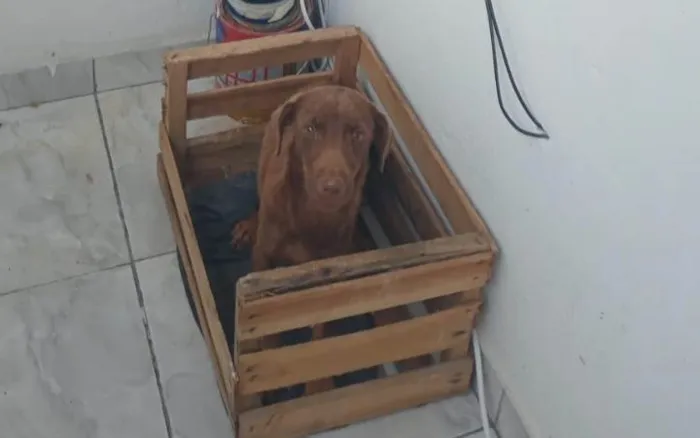 Cachorro ra a Basset-Cofap idade 7 a 11 meses nome Marrua 