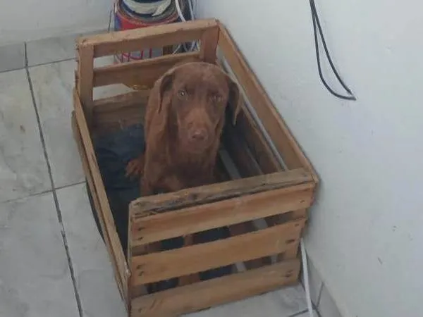 Cachorro ra a Basset-Cofap idade 7 a 11 meses nome Marrua 