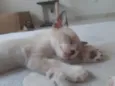 Filhotes de Gato