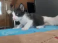 Filhotes de Gato