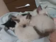 Filhotes de Gato