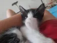 Filhotes de Gato