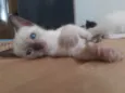 Filhotes de Gato