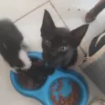 Filhotes de Gato