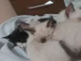 Filhotes de Gato