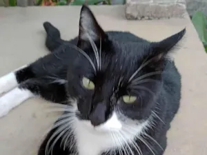 Gato raça SRD-ViraLata idade 2 anos nome ELWIS