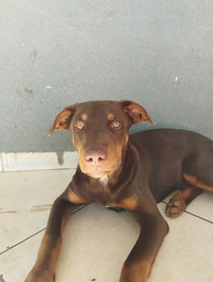 Cachorro ra a Mestiça de rottweiler  idade 2 a 6 meses nome Kiara