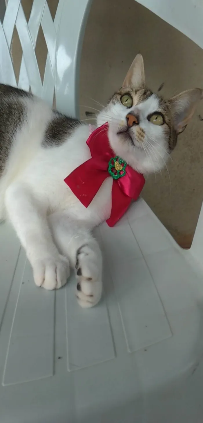 Gato ra a Srd idade 2 anos nome Iris