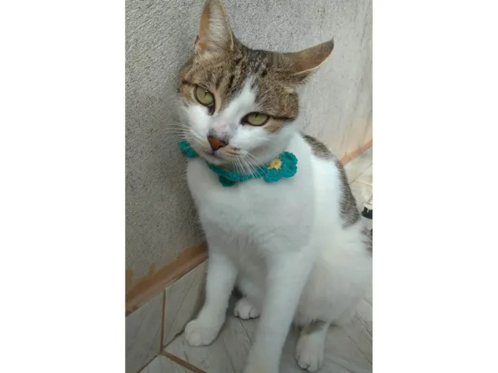 Gato ra a Srd idade 2 anos nome Iris