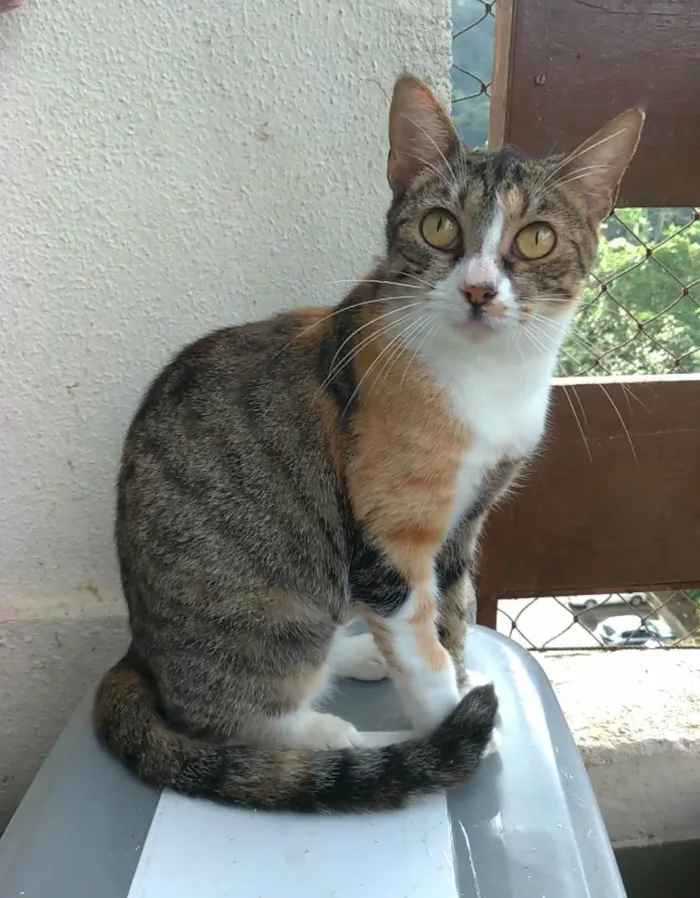 Gato ra a SRD-ViraLata idade 1 ano nome Tynna