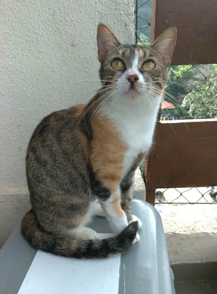Gato ra a SRD-ViraLata idade 1 ano nome Tynna