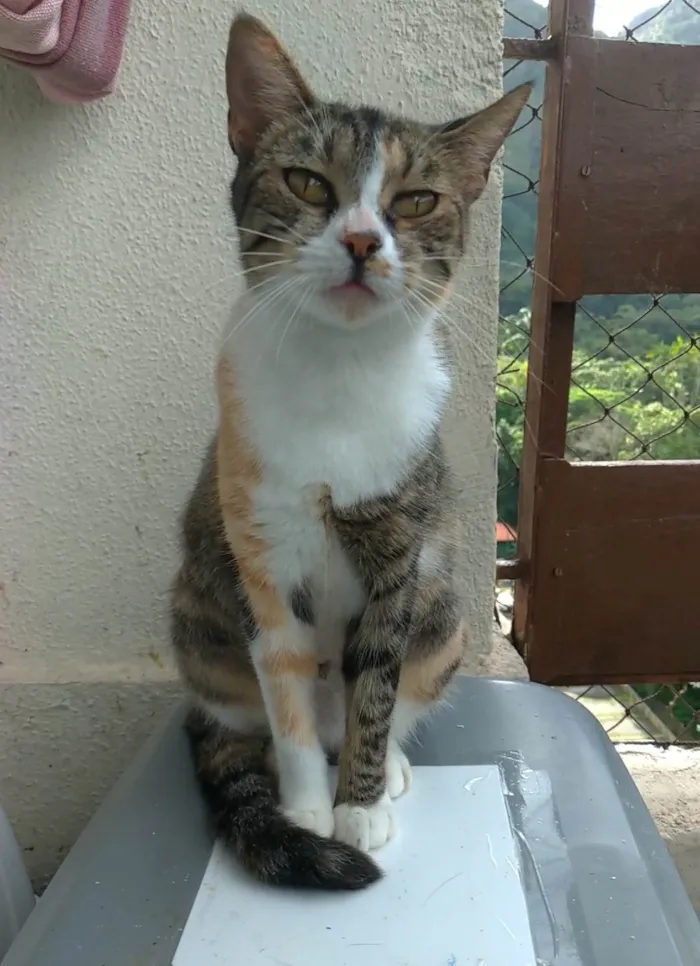 Gato ra a SRD-ViraLata idade 1 ano nome Tynna