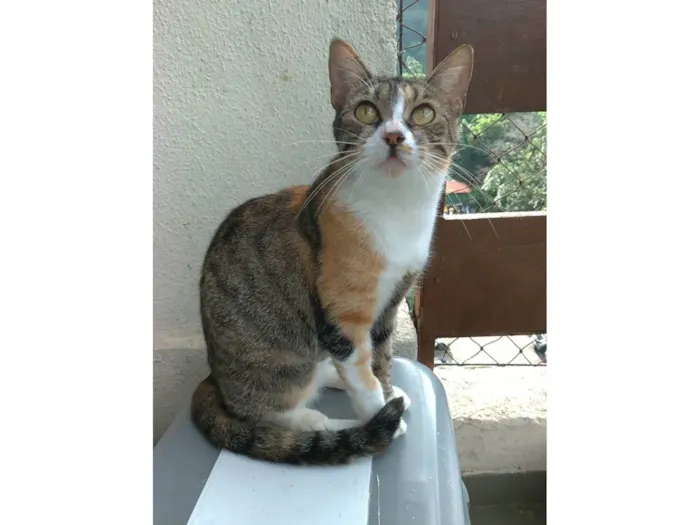 Gato ra a SRD-ViraLata idade 1 ano nome Tynna