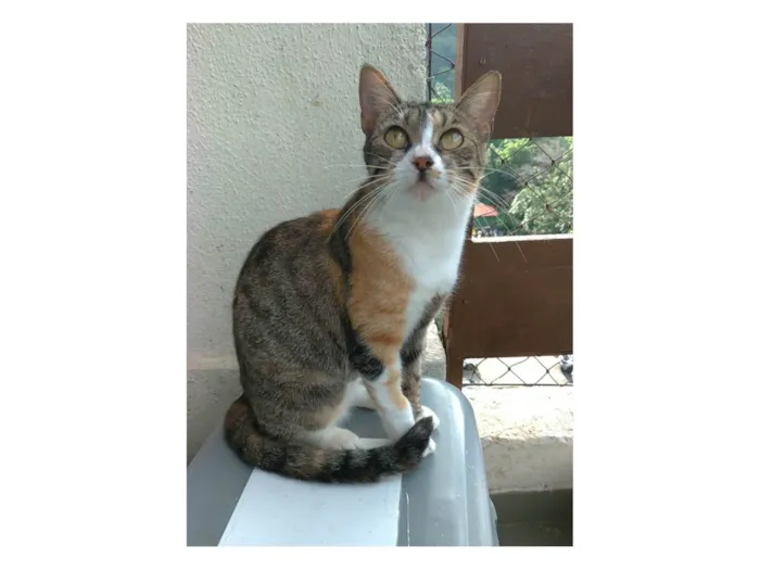 Gato ra a SRD-ViraLata idade 1 ano nome Tynna