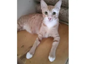 Gato raça SRD-ViraLata idade 7 a 11 meses nome Sirius