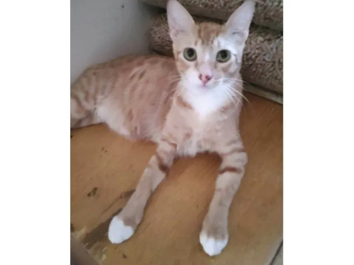 Gato ra a SRD-ViraLata idade 7 a 11 meses nome Sirius