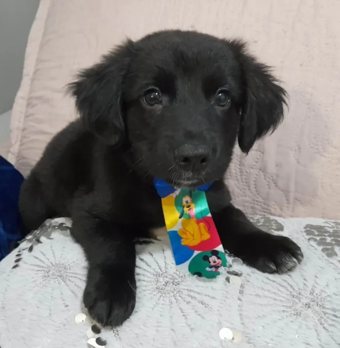 Cachorro ra a SRD-ViraLata idade 2 a 6 meses nome Uggy
