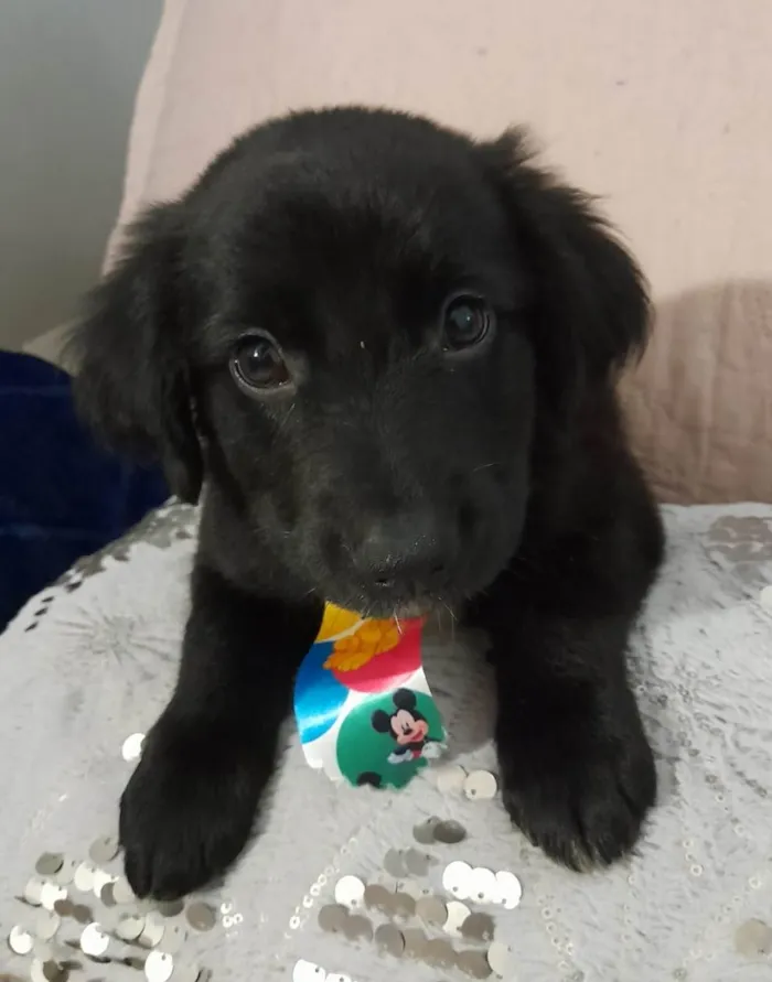 Cachorro ra a SRD-ViraLata idade 2 a 6 meses nome Uggy
