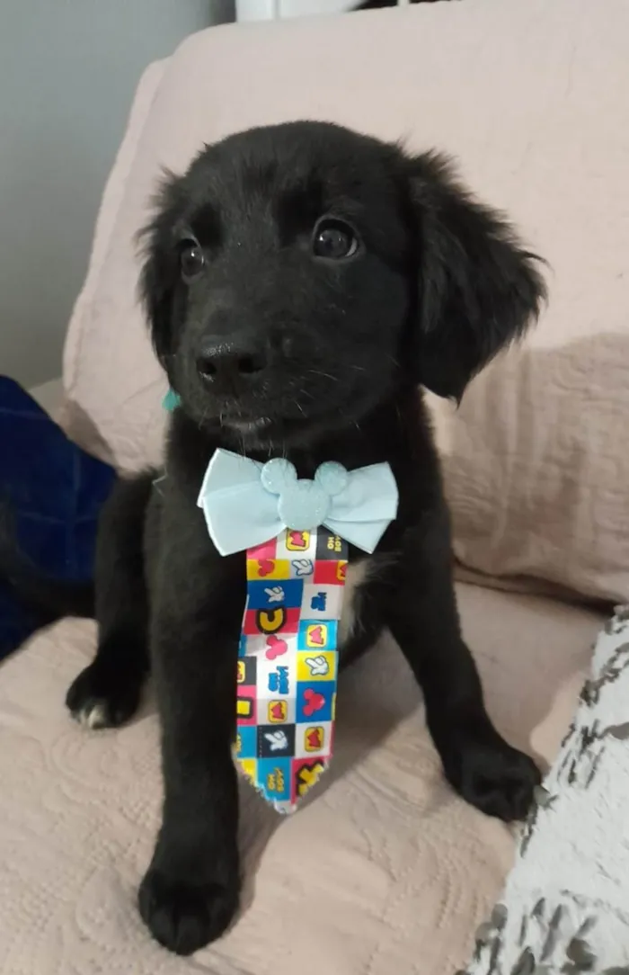 Cachorro ra a SRD-ViraLata idade 2 a 6 meses nome Uggy