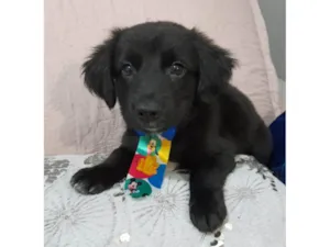 Cachorro raça SRD-ViraLata idade 2 a 6 meses nome Uggy