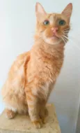 Ben
