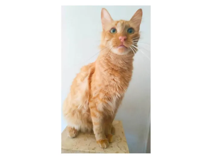 Gato ra a SRD-ViraLata idade 2 anos nome Ben