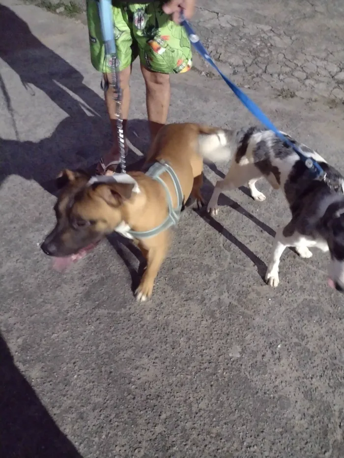 Cachorro ra a Pitbull idade 7 a 11 meses nome Fred